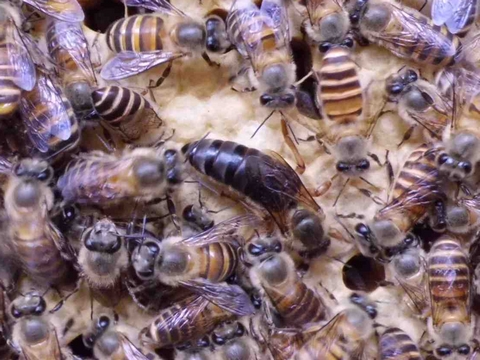 养蜂技术培训