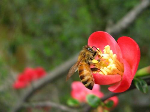 我土蜂蜜作为湖南省特色农产品，荣幸被《凤凰网》跟踪报道