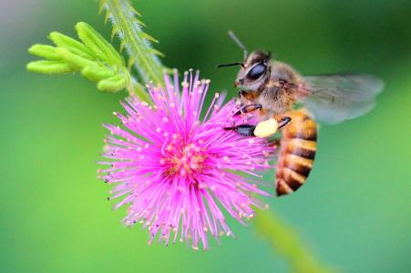 土蜂蜜常见的六种日常生活用途