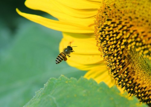 土蜂蜜美容的滋养、补水、防晒的方法