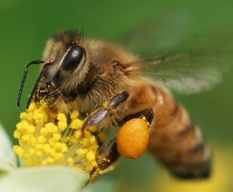 蜜蜂2图.jpg